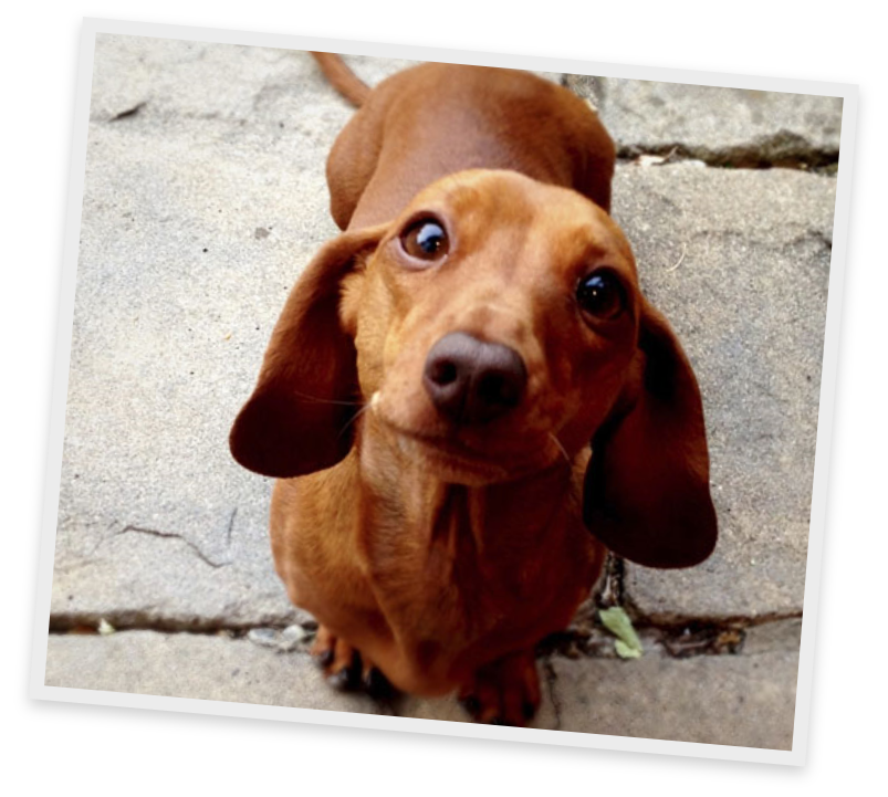 Elf on the shelf: Wiener Dog approves! Wiener Dog approves!