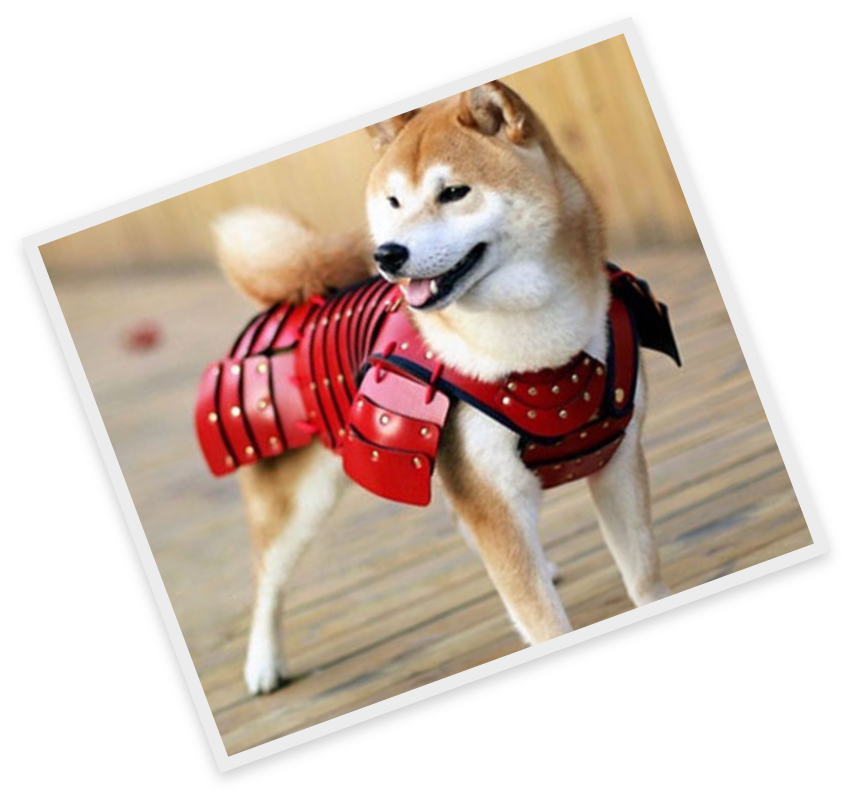Elf on the shelf: Shiba look good! Now that's a guard dog Shiba look good!