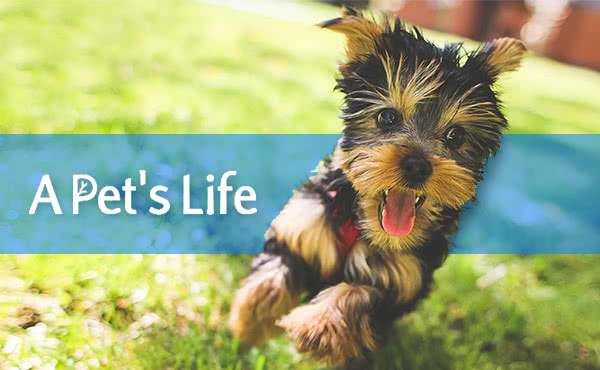 A Pet’s Life logo