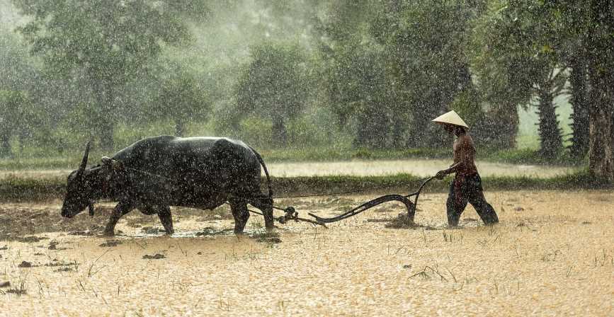 hard working buffalo